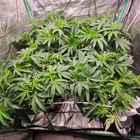 Wine Mom Ithacan Genetics  growlog timeline photo
