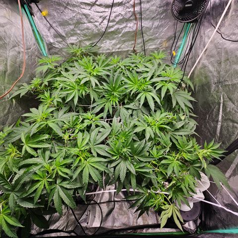 Wine Mom Ithacan Genetics  growlog timeline photo