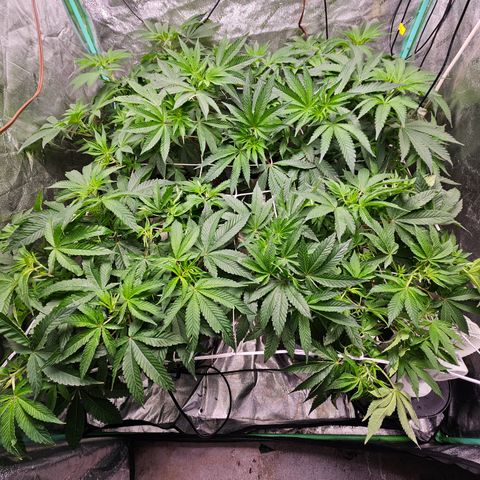 Wine Mom Ithacan Genetics  growlog timeline photo