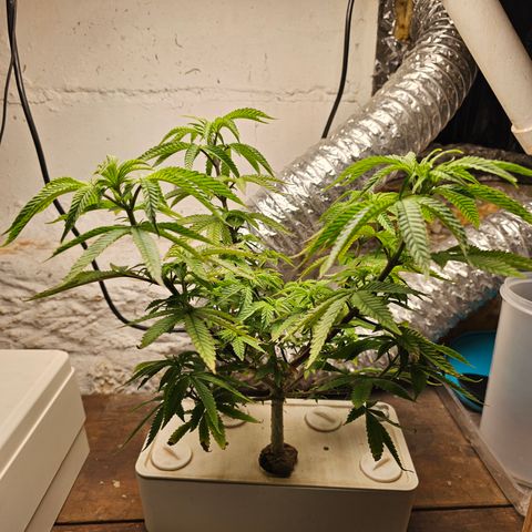 Wine Mom Ithacan Genetics  growlog timeline photo
