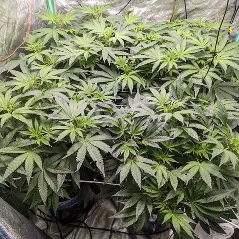 Wine Mom Ithacan Genetics  growlog timeline photo