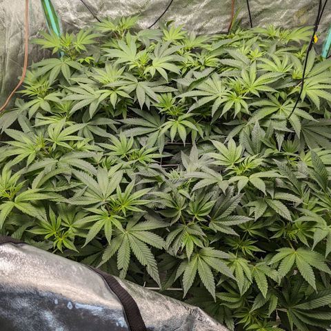 Wine Mom Ithacan Genetics  growlog timeline photo