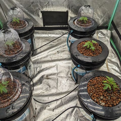 Grape Mint Cookie  growlog timeline photo