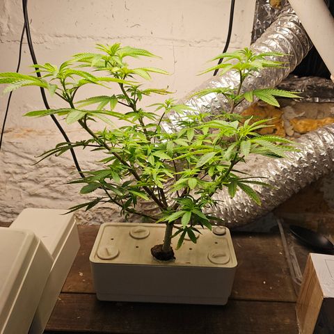 Wine Mom Ithacan Genetics  growlog timeline photo