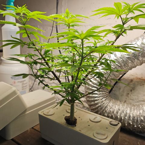 Wine Mom Ithacan Genetics  growlog timeline photo