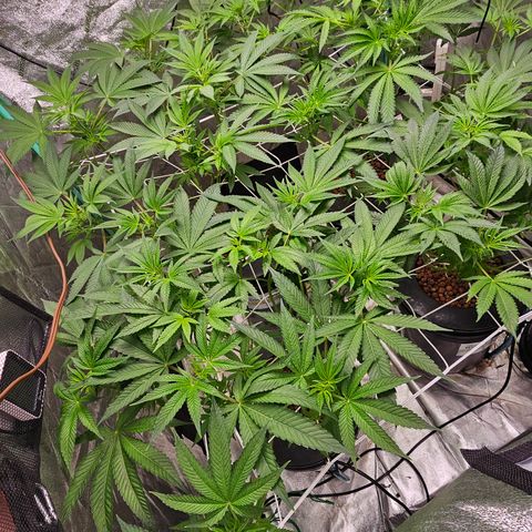 Wine Mom Ithacan Genetics  growlog timeline photo