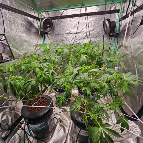 Wine Mom Ithacan Genetics  growlog timeline photo