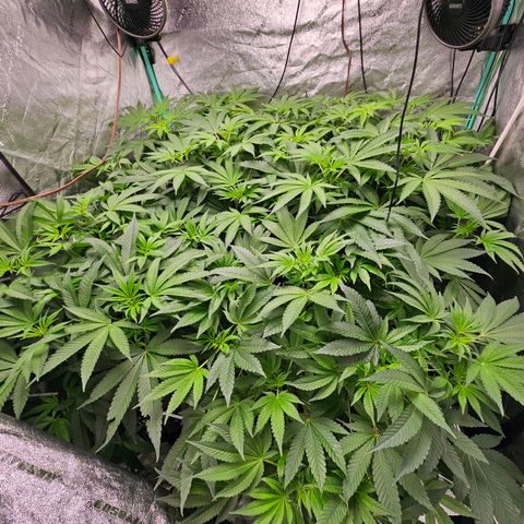Wine Mom Ithacan Genetics  growlog timeline photo