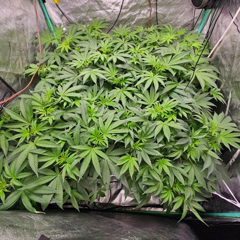 Wine Mom Ithacan Genetics  growlog timeline photo