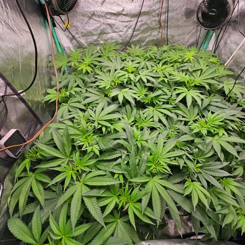 Wine Mom Ithacan Genetics  growlog timeline photo