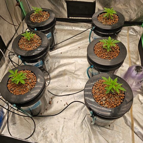 Grape Mint Cookie  growlog timeline photo