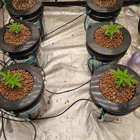 Grape Mint Cookie  growlog timeline photo