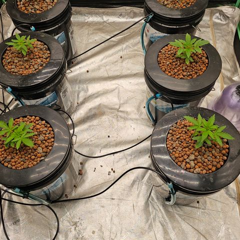 Grape Mint Cookie  growlog timeline photo