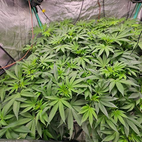 Wine Mom Ithacan Genetics  growlog timeline photo