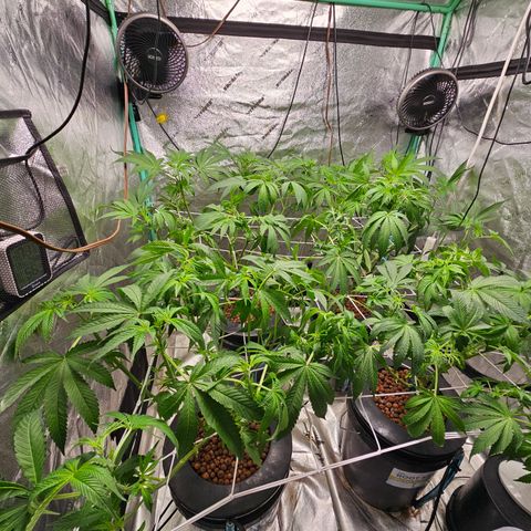 Wine Mom Ithacan Genetics  growlog timeline photo