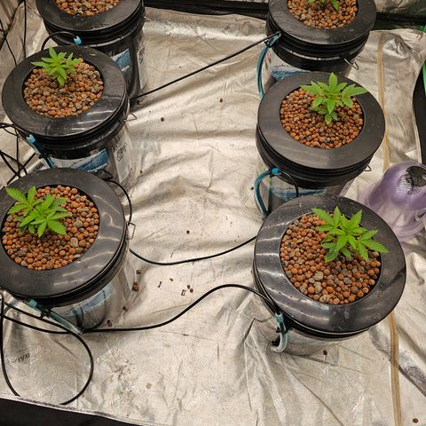 Grape Mint Cookie  growlog timeline photo
