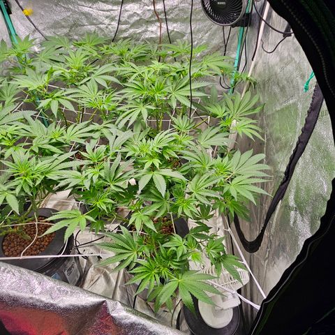 Wine Mom Ithacan Genetics  growlog timeline photo