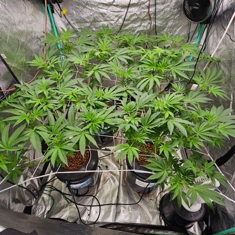 Wine Mom Ithacan Genetics  growlog timeline photo