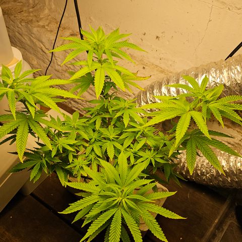 Wine Mom Ithacan Genetics  growlog timeline photo
