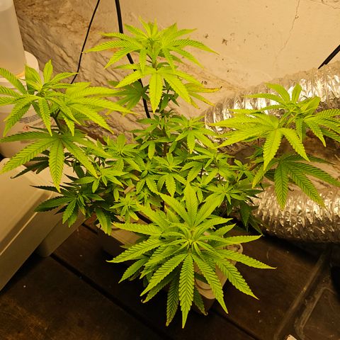 Wine Mom Ithacan Genetics  growlog timeline photo