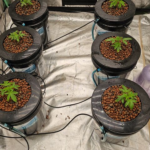Grape Mint Cookie  growlog timeline photo