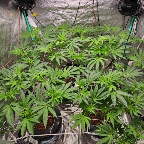 Wine Mom Ithacan Genetics  growlog timeline photo