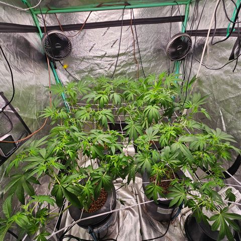 Wine Mom Ithacan Genetics  growlog timeline photo