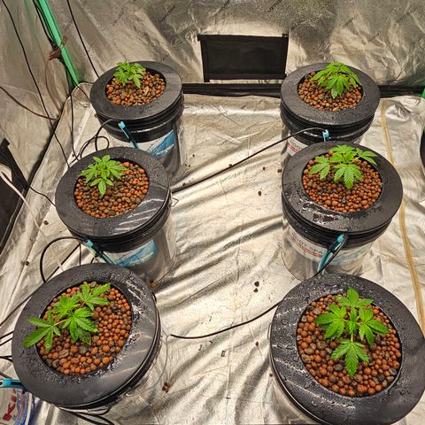Grape Mint Cookie  growlog timeline photo