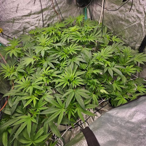 Wine Mom Ithacan Genetics  growlog timeline photo