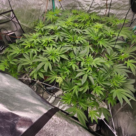 Wine Mom Ithacan Genetics  growlog timeline photo