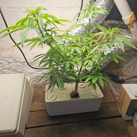 Wine Mom Ithacan Genetics  growlog timeline photo