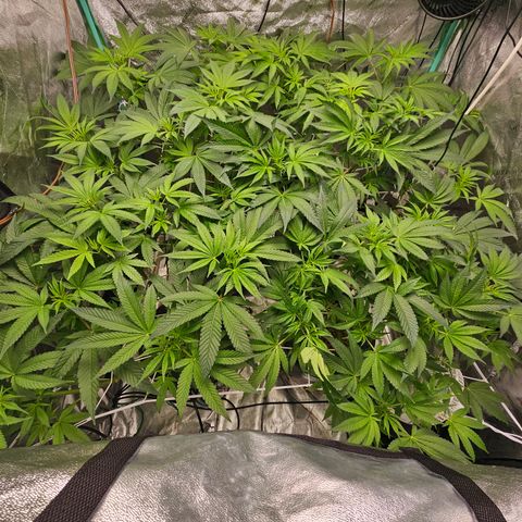 Wine Mom Ithacan Genetics  growlog timeline photo