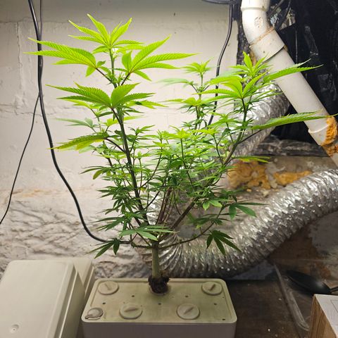 Wine Mom Ithacan Genetics  growlog timeline photo