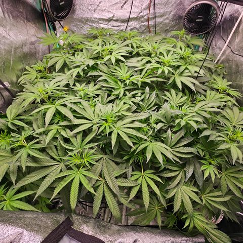 Wine Mom Ithacan Genetics  growlog timeline photo