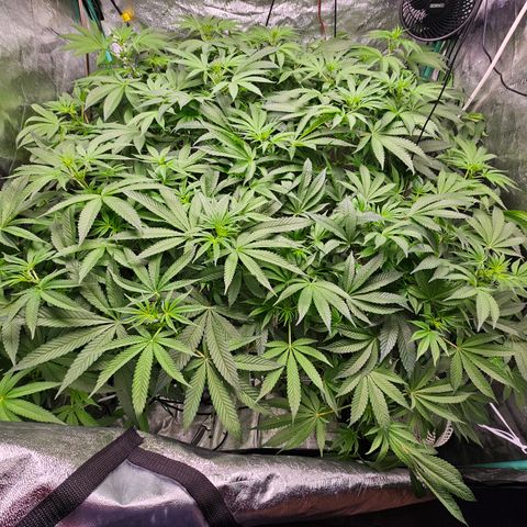 Wine Mom Ithacan Genetics  growlog timeline photo