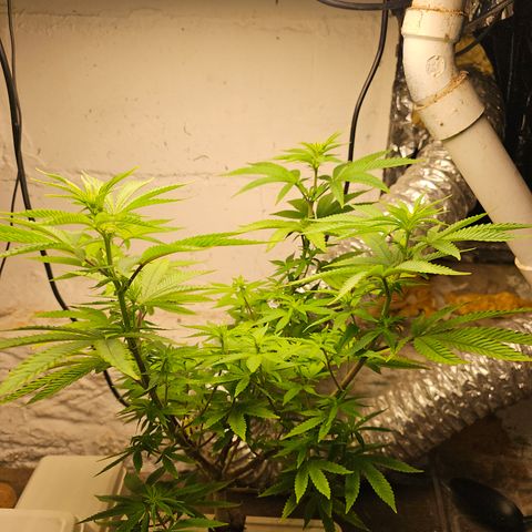 Wine Mom Ithacan Genetics  growlog timeline photo