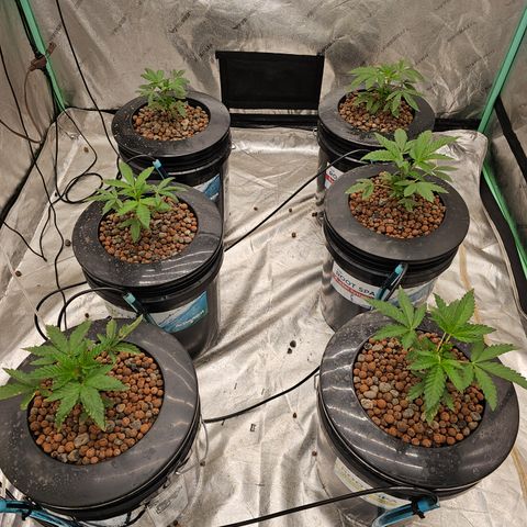 Grape Mint Cookie  growlog timeline photo