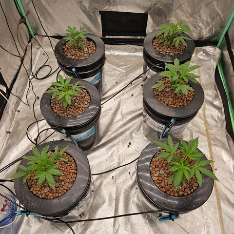 Grape Mint Cookie  growlog timeline photo