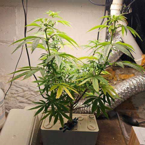 Wine Mom Ithacan Genetics  growlog timeline photo
