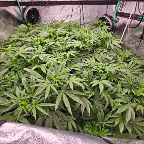 Wine Mom Ithacan Genetics  growlog timeline photo