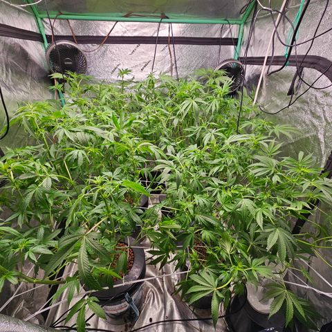 Wine Mom Ithacan Genetics  growlog timeline photo