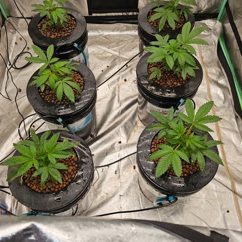 Grape Mint Cookie  growlog timeline photo