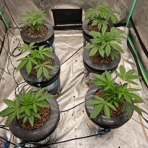 Grape Mint Cookie  growlog timeline photo