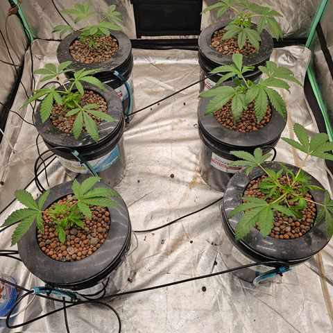 Grape Mint Cookie  growlog timeline photo