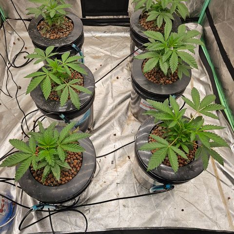 Grape Mint Cookie  growlog timeline photo