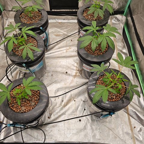 Grape Mint Cookie  growlog timeline photo
