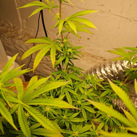 Wine Mom Ithacan Genetics  growlog timeline photo