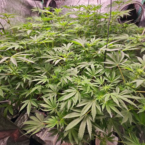 Wine Mom Ithacan Genetics  growlog timeline photo