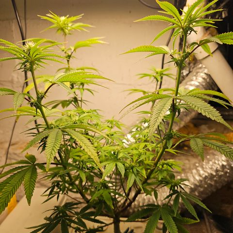 Wine Mom Ithacan Genetics  growlog timeline photo
