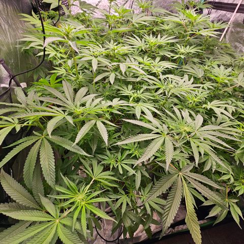 Wine Mom Ithacan Genetics  growlog timeline photo